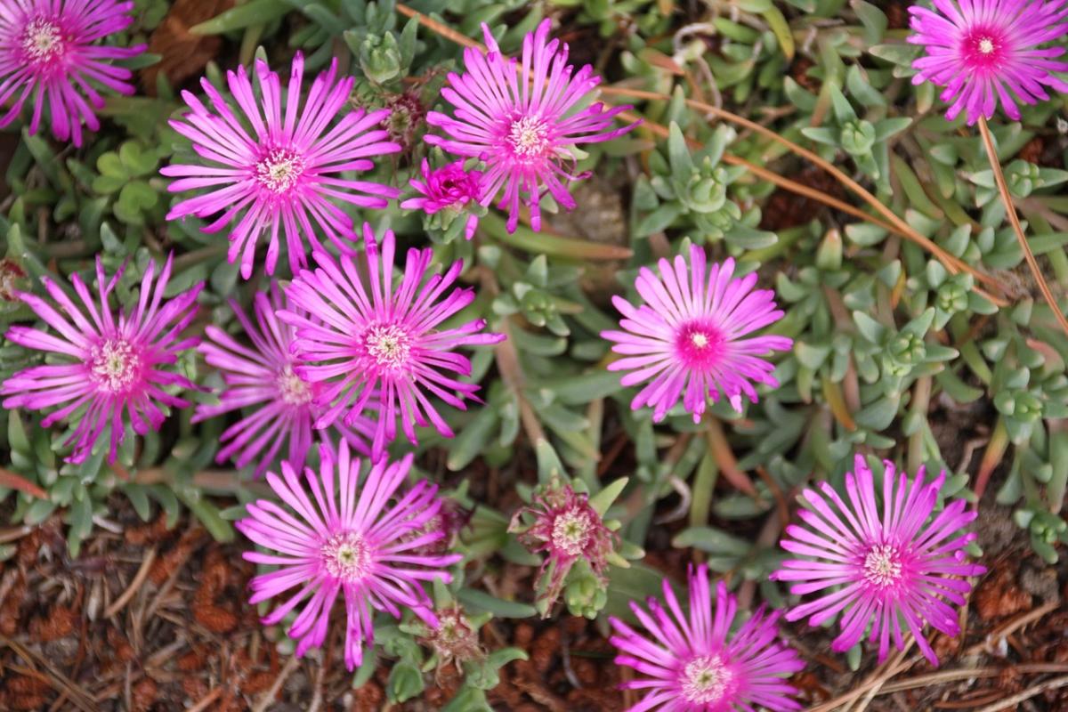 Kakvo cvijeće posaditi na grob / foto pexels.com