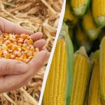 Najbolje razdoblje za sjetvu kukuruza u 2025. godini: nemojte ga